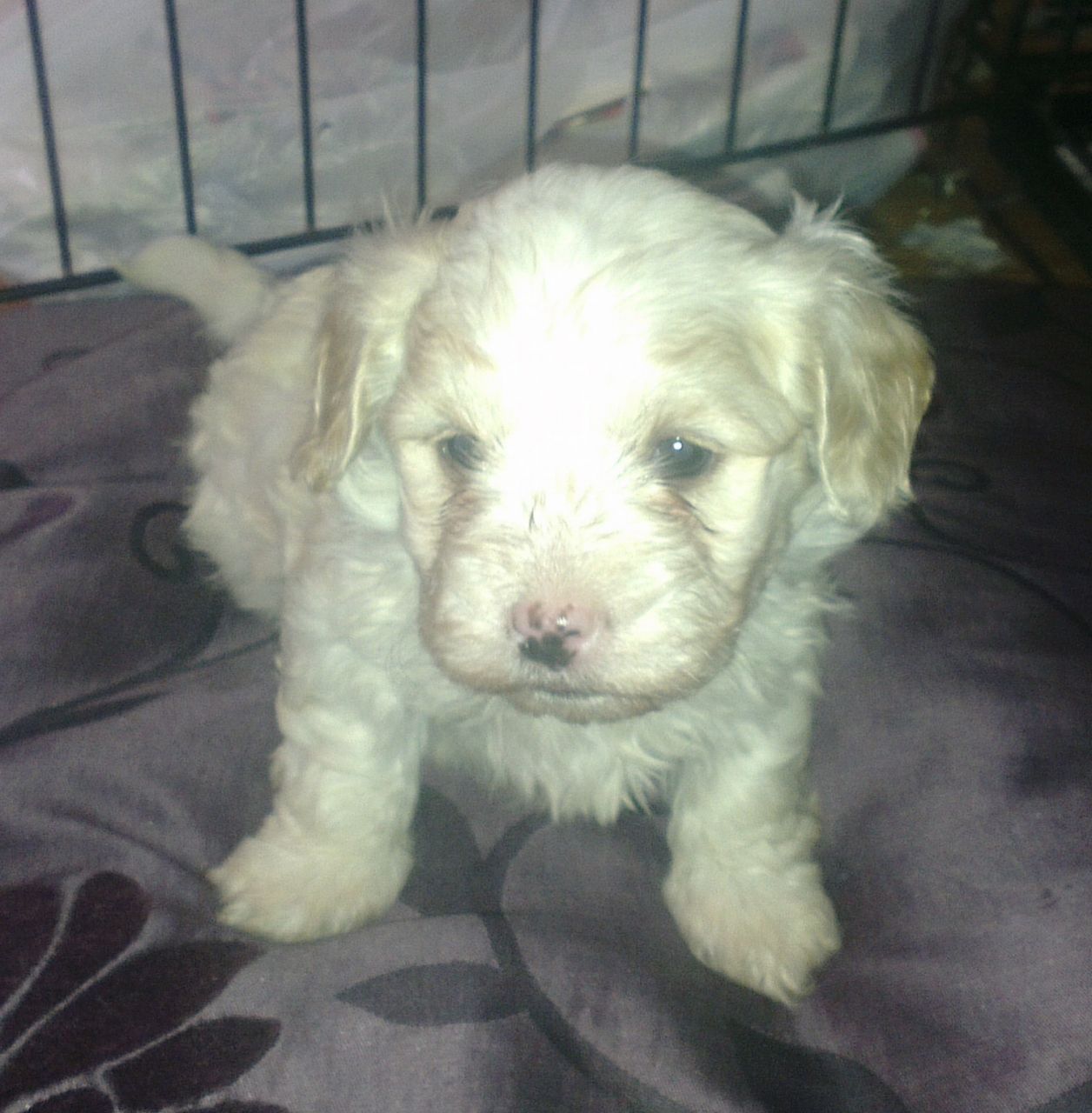 Havanese Puppy Dog For Sale