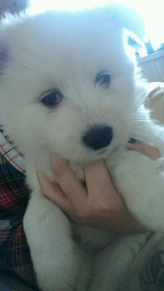 Buddy - Beautiful Male Japanese Spitz Puppy