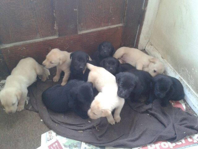 Lovely Kc Registered Labradors...