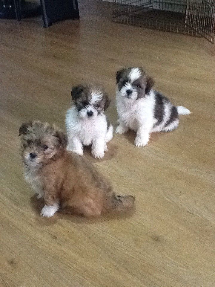 Kc Reg Lhasa Apso Puppies