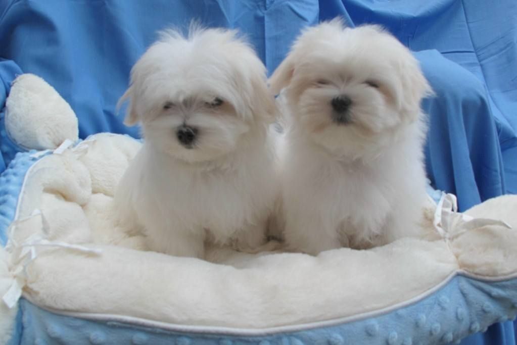 Maltipoo Puppies