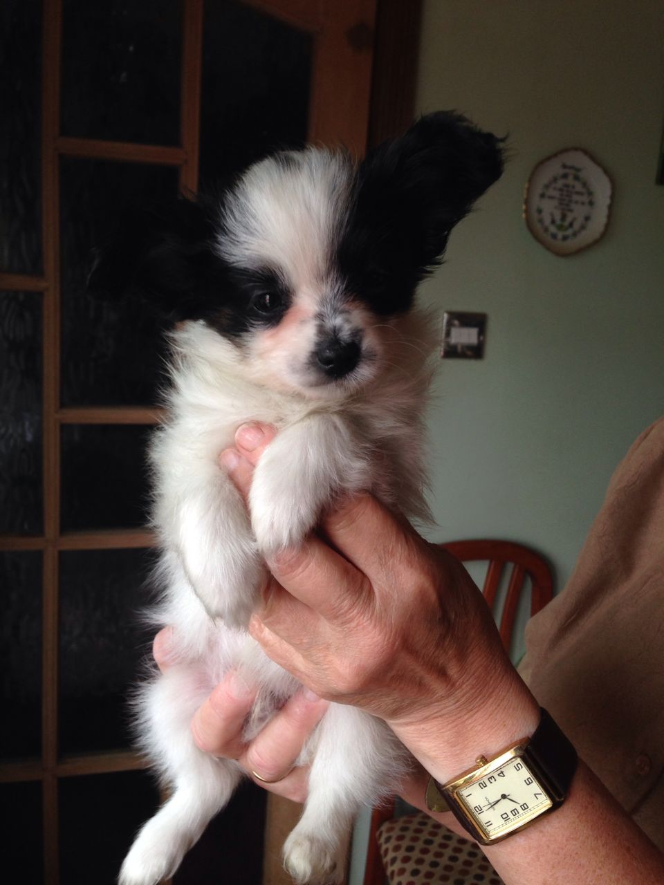 1 Male & 1 Female papillon Puppy For Sale