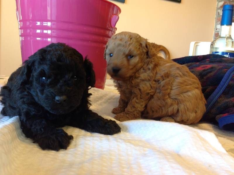 Beautiful Tiny Toy Poodles.