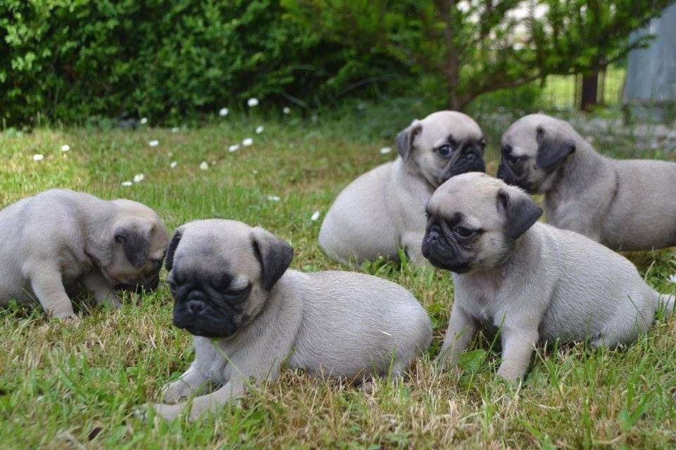 Beautiful Chunky Show Quality Pug Pups For Sale