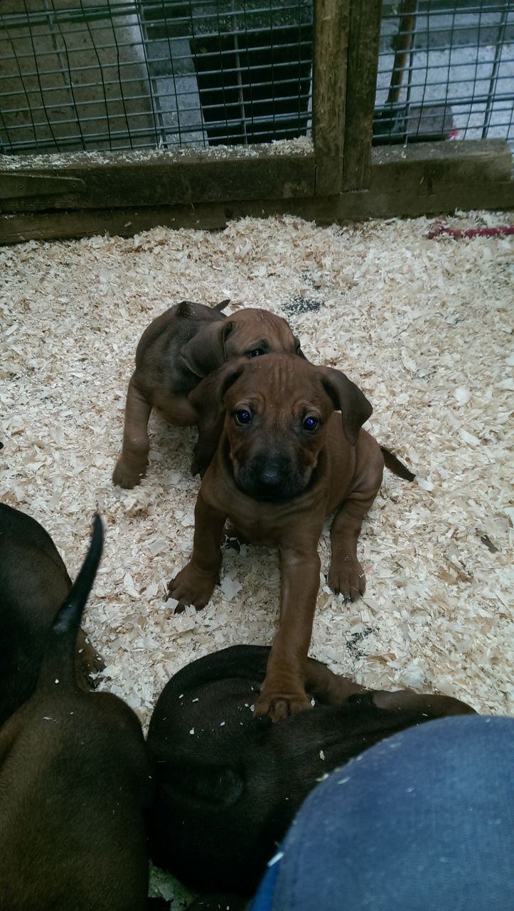 Rhodesian Ridgeback Puppies For Sale