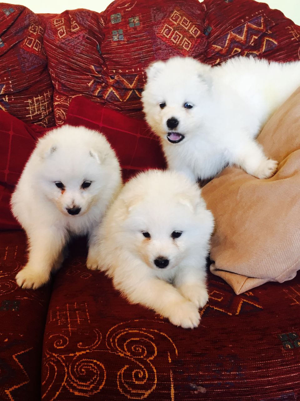 Samoyed Puppies