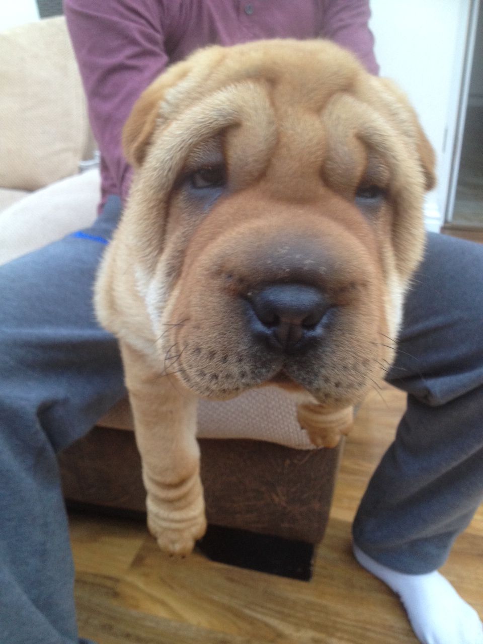  Shar Pei Puppies Ready To Leave Now