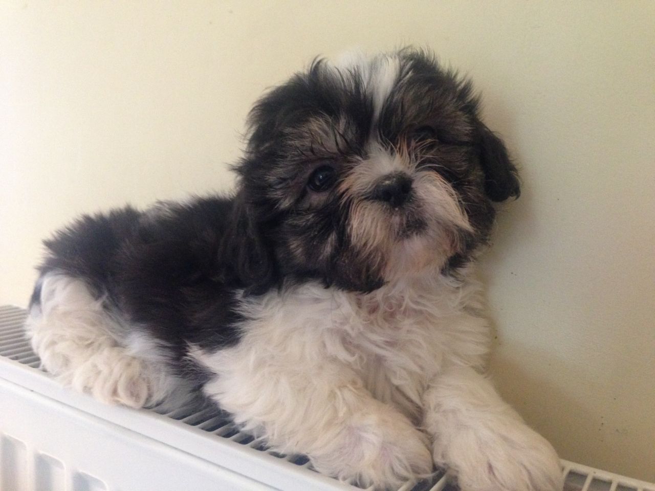 Stunning Little shih tzu Pups Ready Now