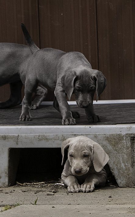 Kc Reg Weimaraner Puppies