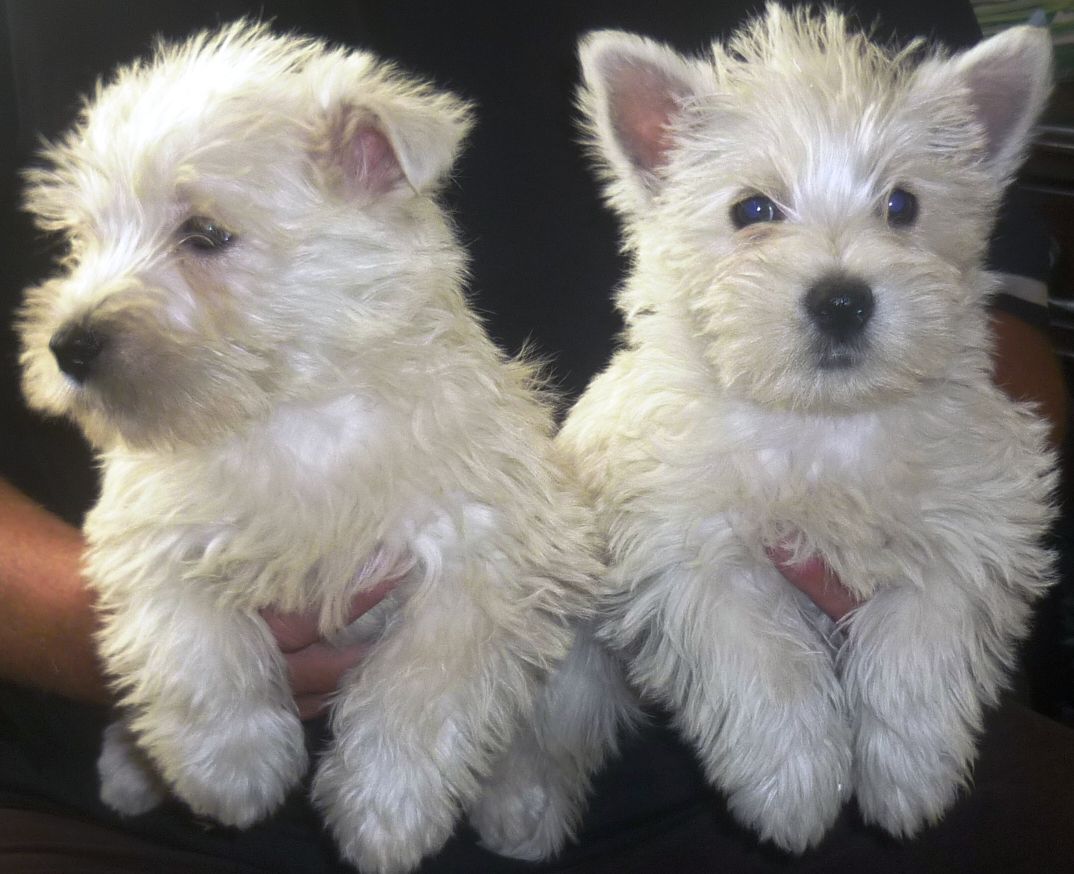 West Highland Puppies