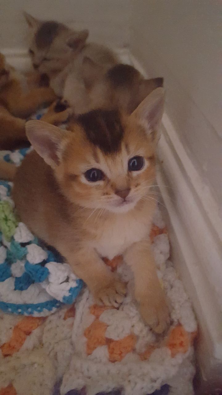 Abyssinian Kitten For Sale.