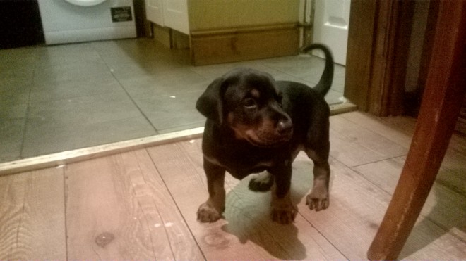 male and female Dobermann puppy 