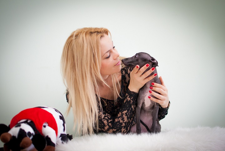 Gorgeous Italian greyhound puppy