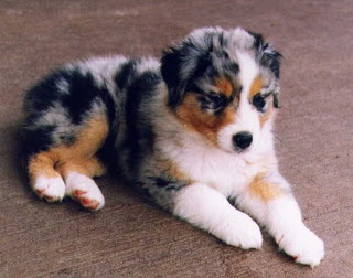 Fantastic Australian Shepherd puppies