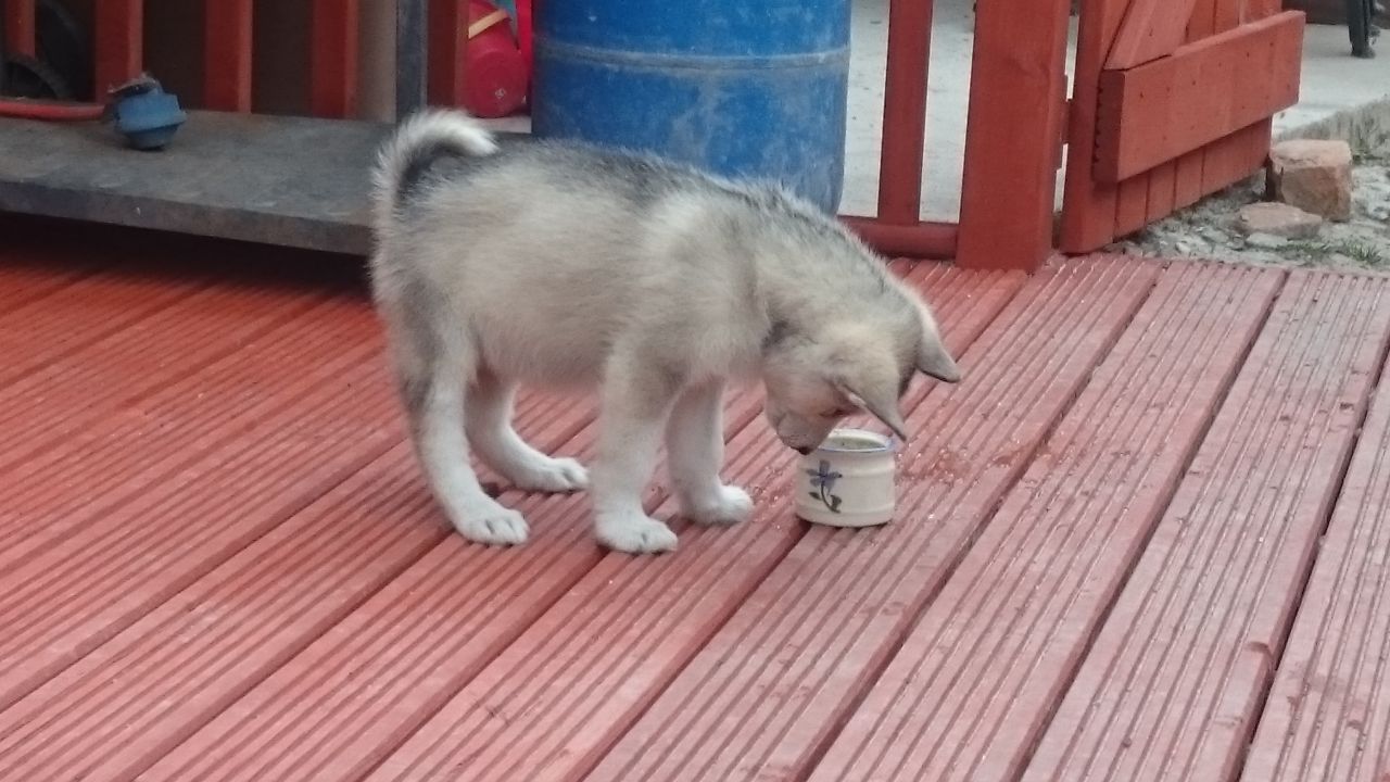 Beautiful Malamute Pups For Sale