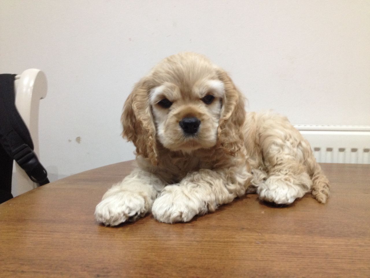 American Cocker Spaniel puppies for sale