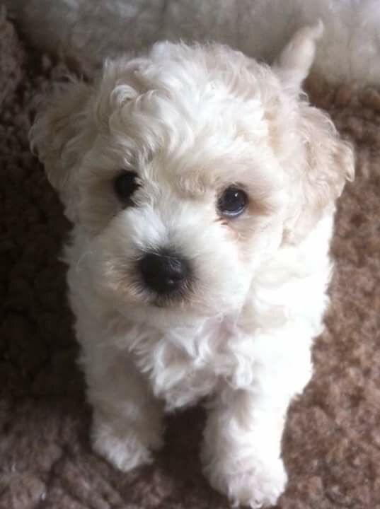 Pedigree Male Bichon Frise For Sale