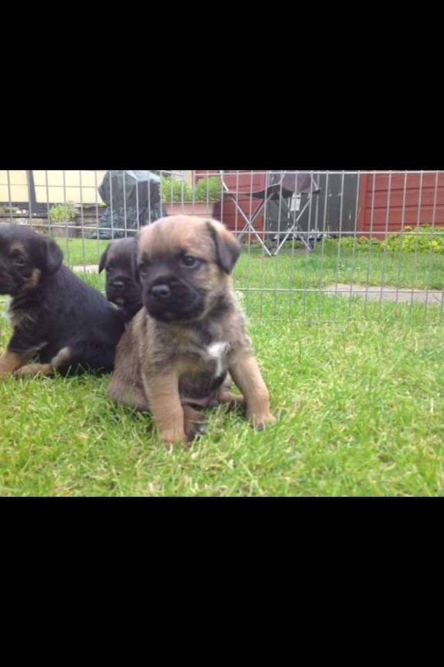 Border Terriers Puppies For Sale