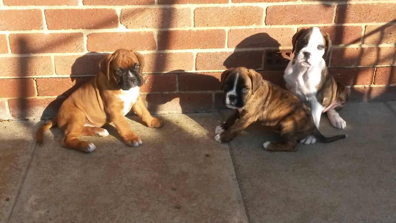 Boxer Puppies For Sale