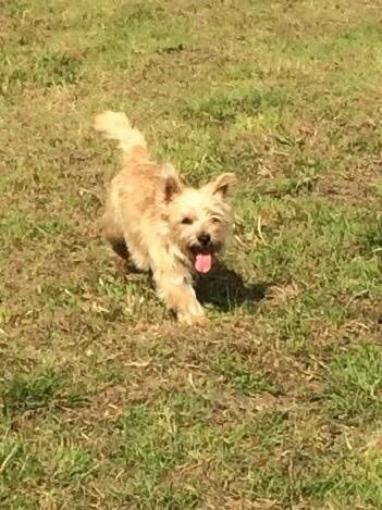 Cairn Terrier Puppies For Sale