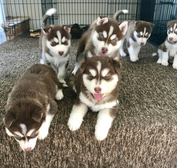 Stunning Siberian Husky Pups