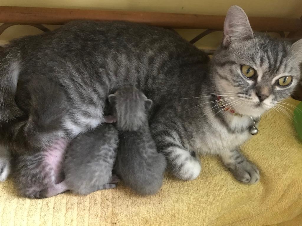 Rare British Short Hair Kittens For Sales