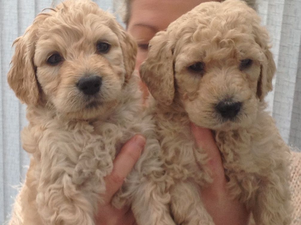 Female Goldendoodle