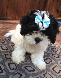 Shih Tzu boy