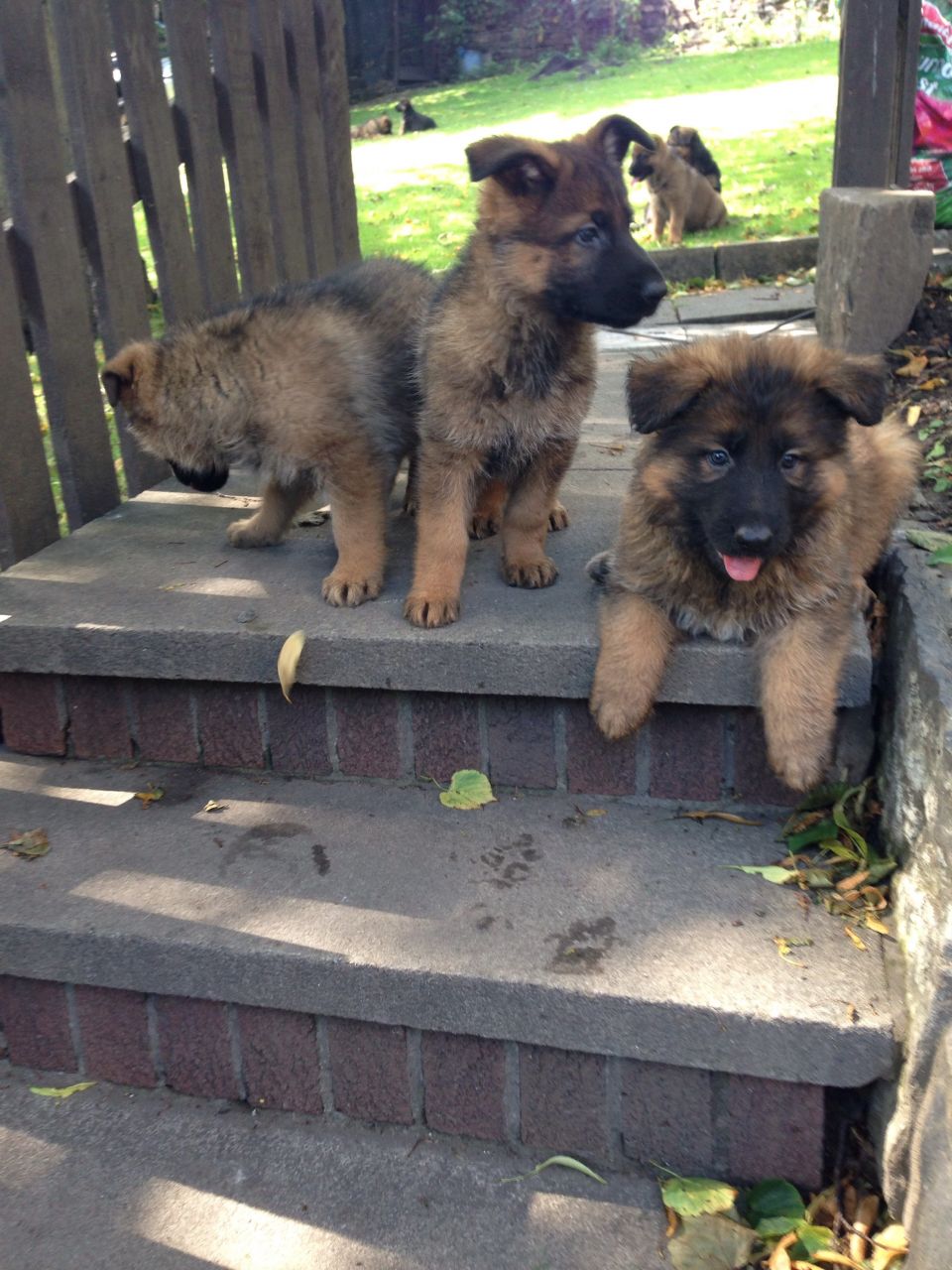 Quality German Shepherd puppies