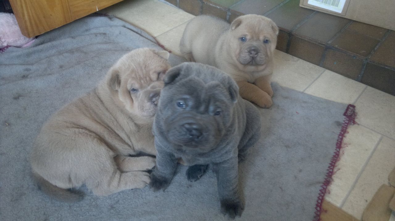 Quality Shar Pei Puppies