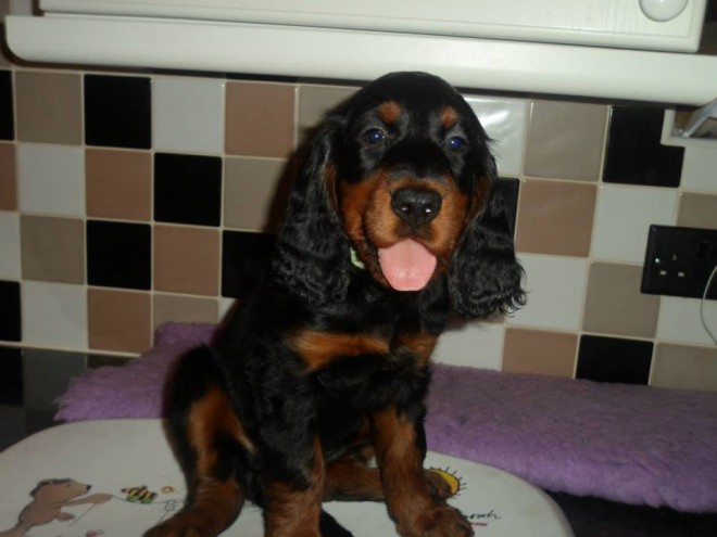 Gordon Setter Puppies