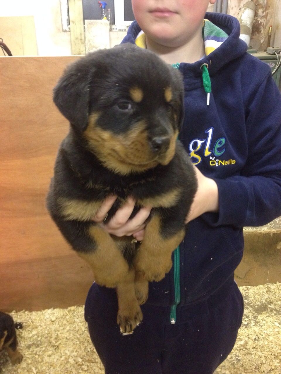 Rottweiler puppies