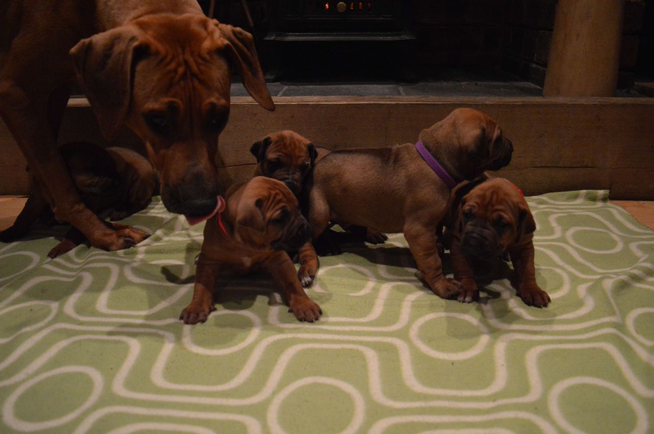 Rhodesian Ridgeback Puppies