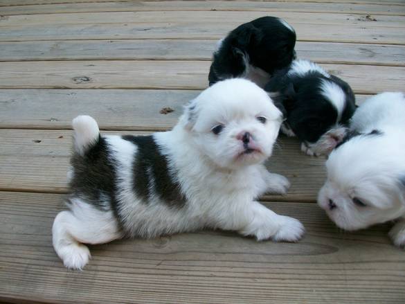 lovely Pekingese puppies