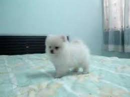 Small Pomeranian puppies