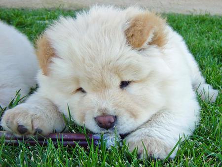  Chow Chow Puppies For Sale