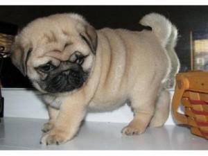 These adorable, ICA registered Pug puppies for sale