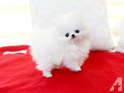 Outstanding male and female Pomeranian puppy to go 