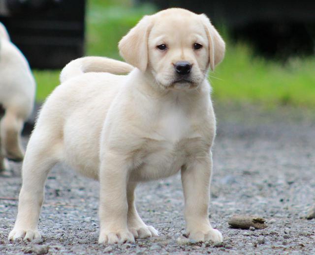 I have 3 Labrador puppies available