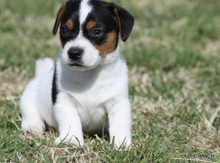 Jack Russell Terrier are very beautiful .for sale