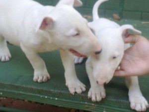 Amazing Bull terrier Puppies for sale