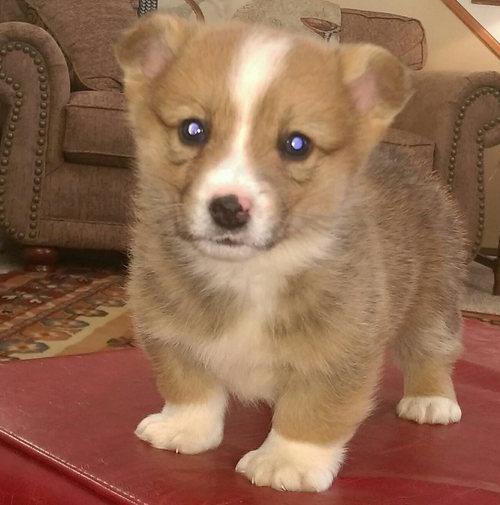 Pembroke Welsh Corgi puppies for sale