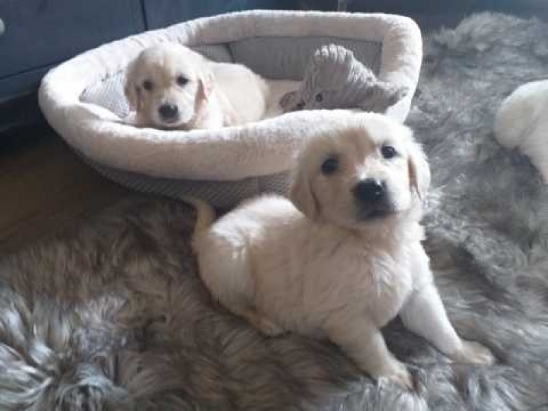  Golden Retriever puppies for rehoming