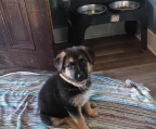 Beautiful pair of German Shepherd puppies in search of a new home. for more details contact back