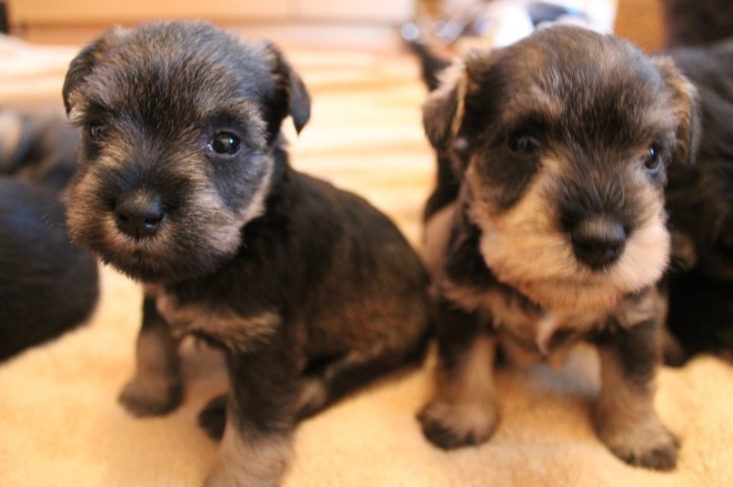 Miniature Schnauzers puppies