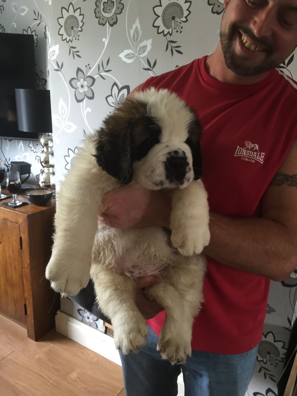 Beautiful Saint Bernard Puppies