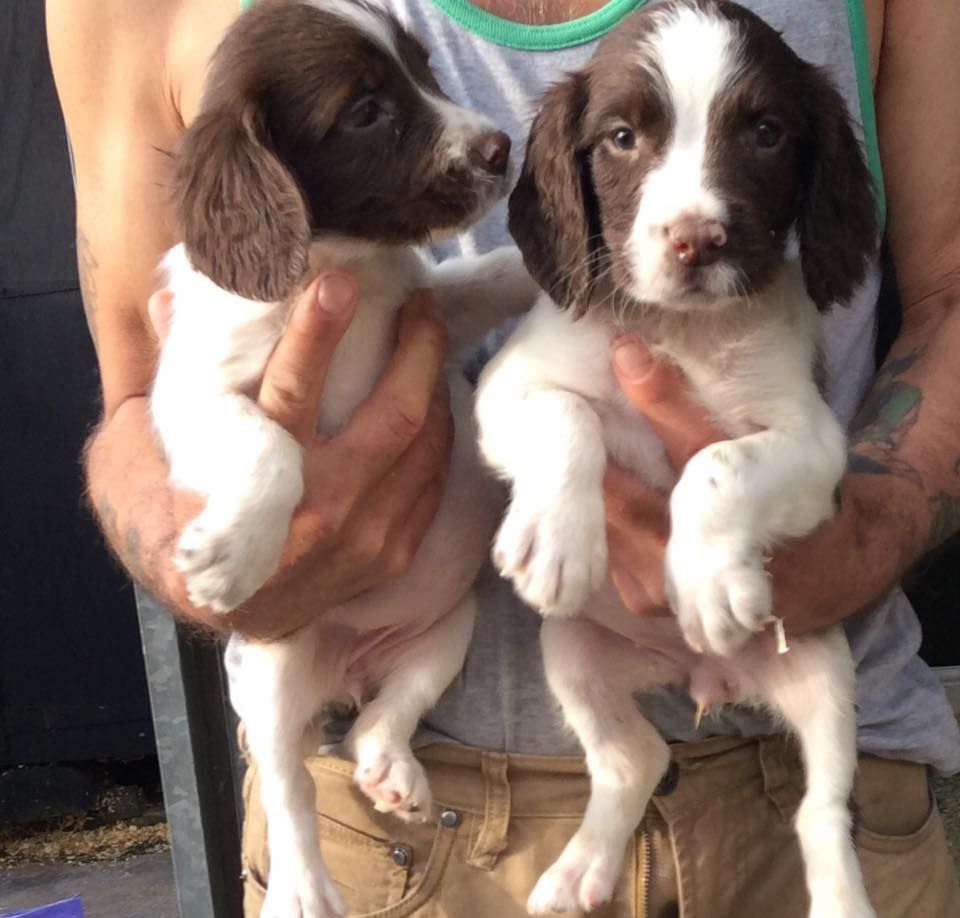 English Springer Spaniel Puppies