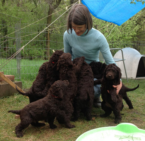 lovely Irish Water Spaniel puppies