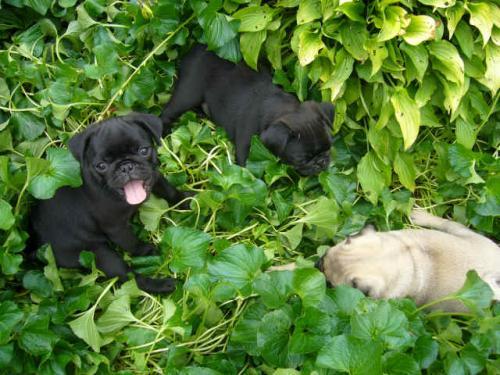 Camada de Carlino. Excelentes cachorros disponibles para la Compañía.