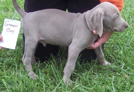 Hermosos cachorros Weimaraner para su aprobación